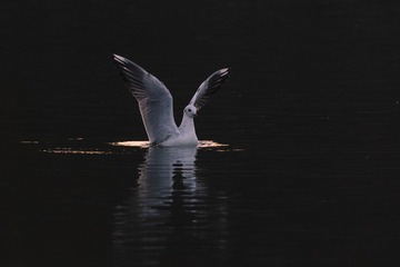 155162