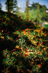 L1003195