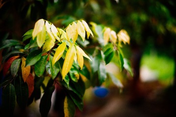 L1006052