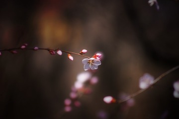43652