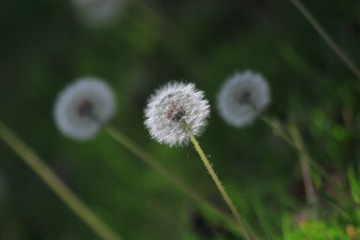 1000082232