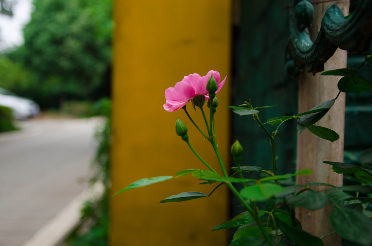 路边的花 br />