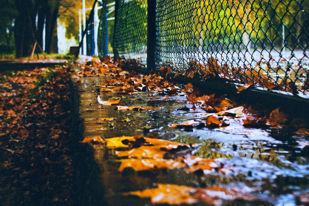 秋雨后梧桐落叶