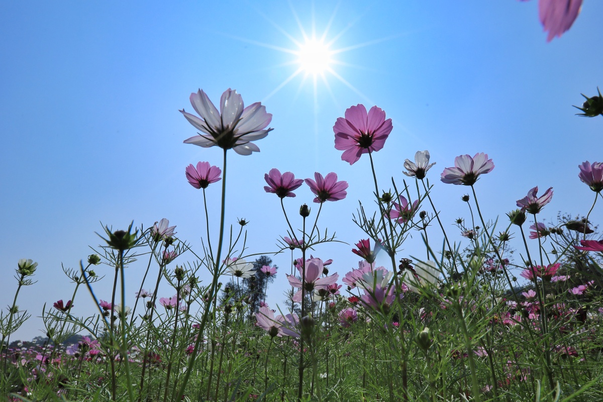 格桑花