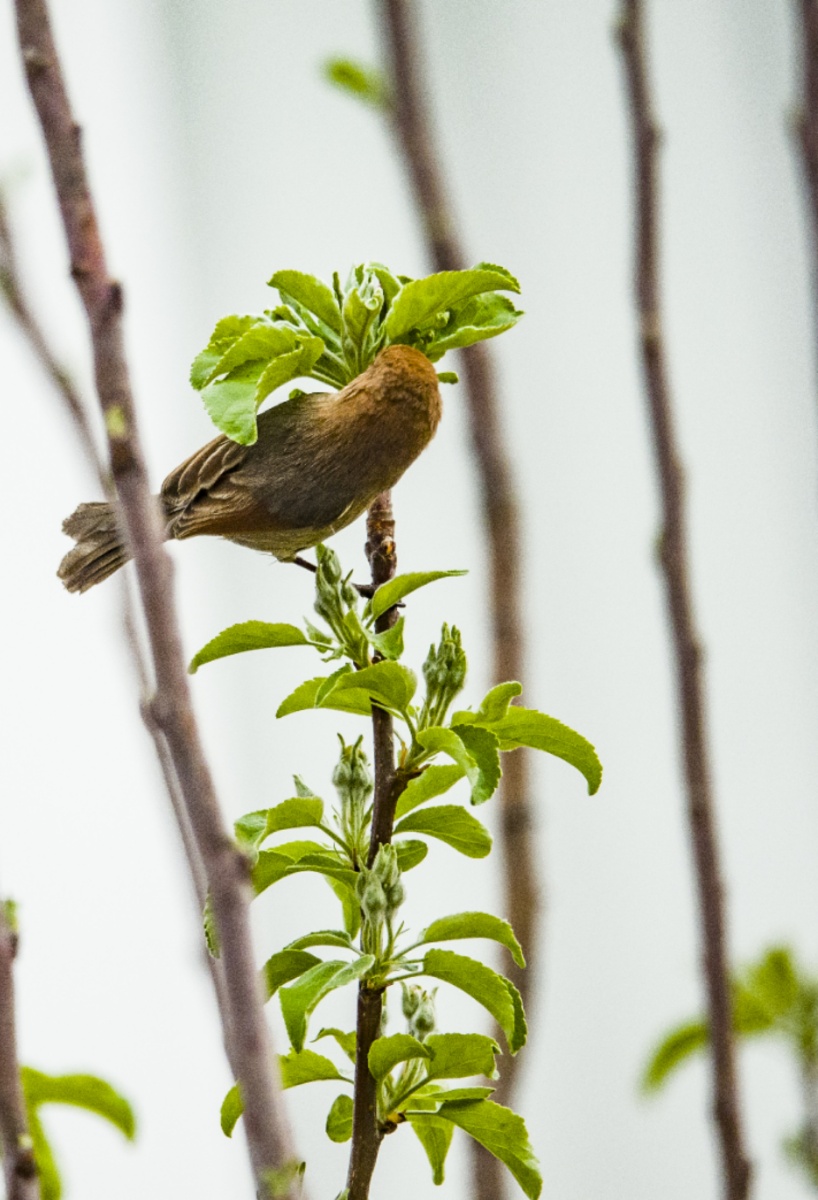 春眠不觉晓处处闻啼鸟