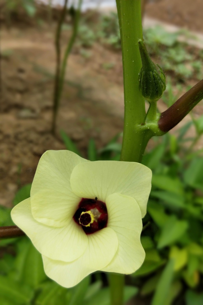 盛开的咖啡黄葵花