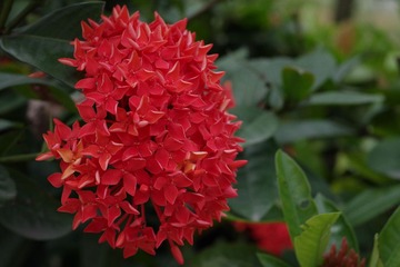 IMGP1231.JPG