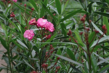 IMGP1236.JPG