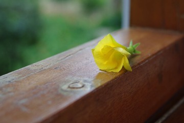 IMGP1239.JPG