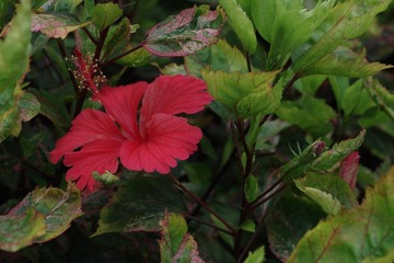 IMGP1241.JPG