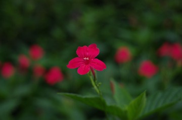 IMGP1597.JPG