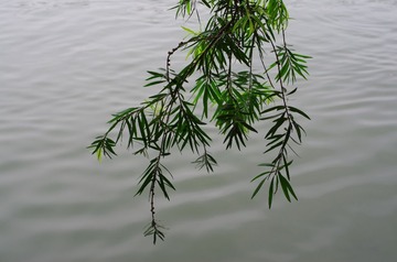IMGP2662.JPG