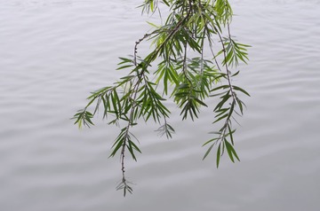 IMGP2665.JPG