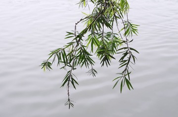 IMGP2666.JPG