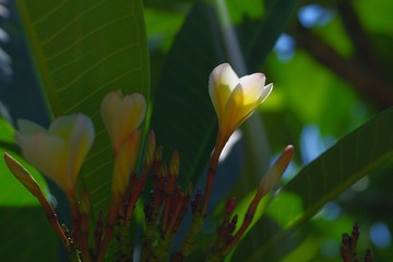 IMGP2720.JPG
