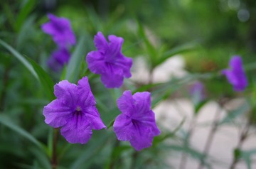 IMGP2726.JPG