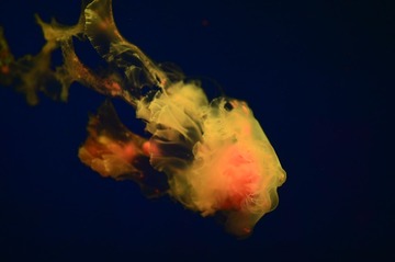 4B937C84-36A3-4086-A613-C4C22FFCC3D8/L0/001