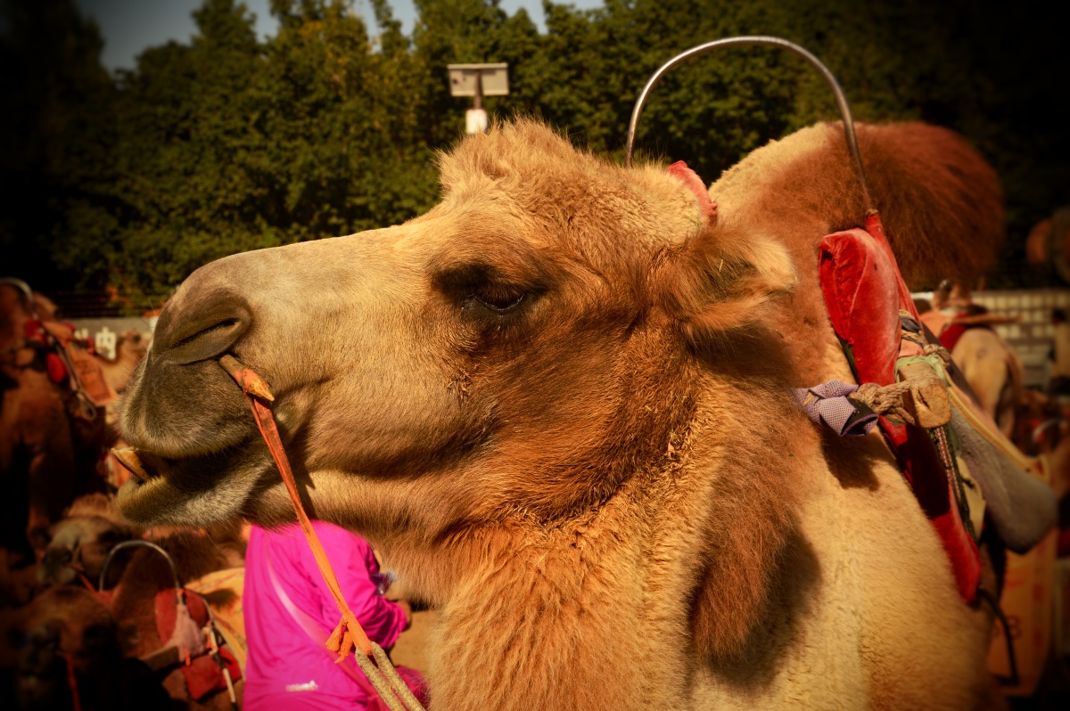 肥头大耳的小骆驼