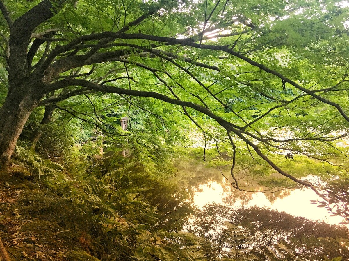 京都龙安寺