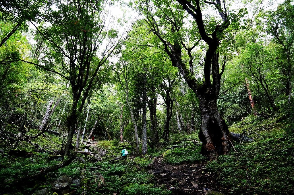 西当进入雨崩途中的一段大角度爬坡山路。