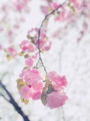 樱花✿