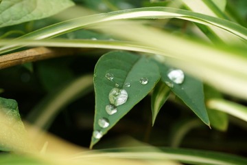 DSC08077.JPG