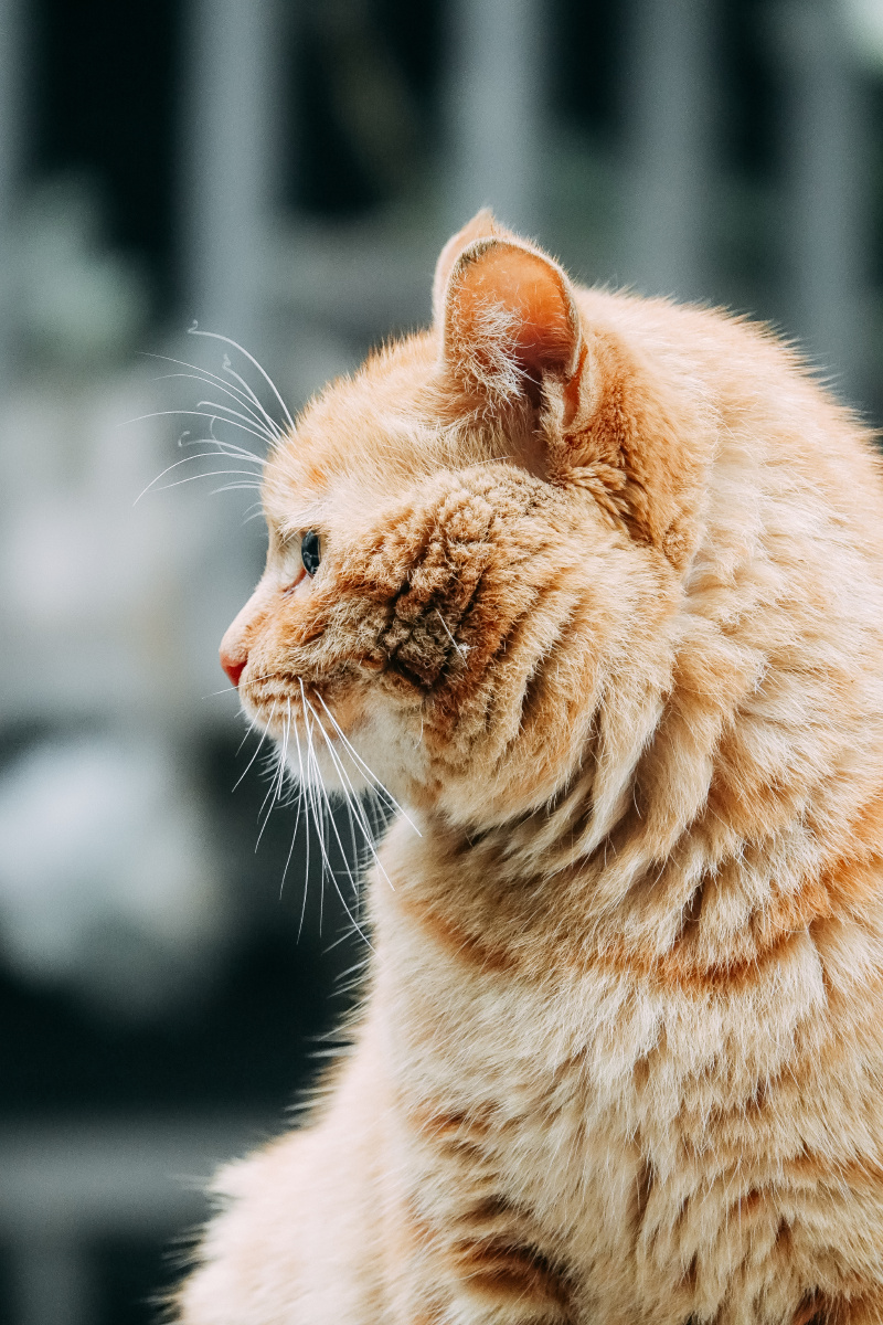 楼下拍到的猫咪