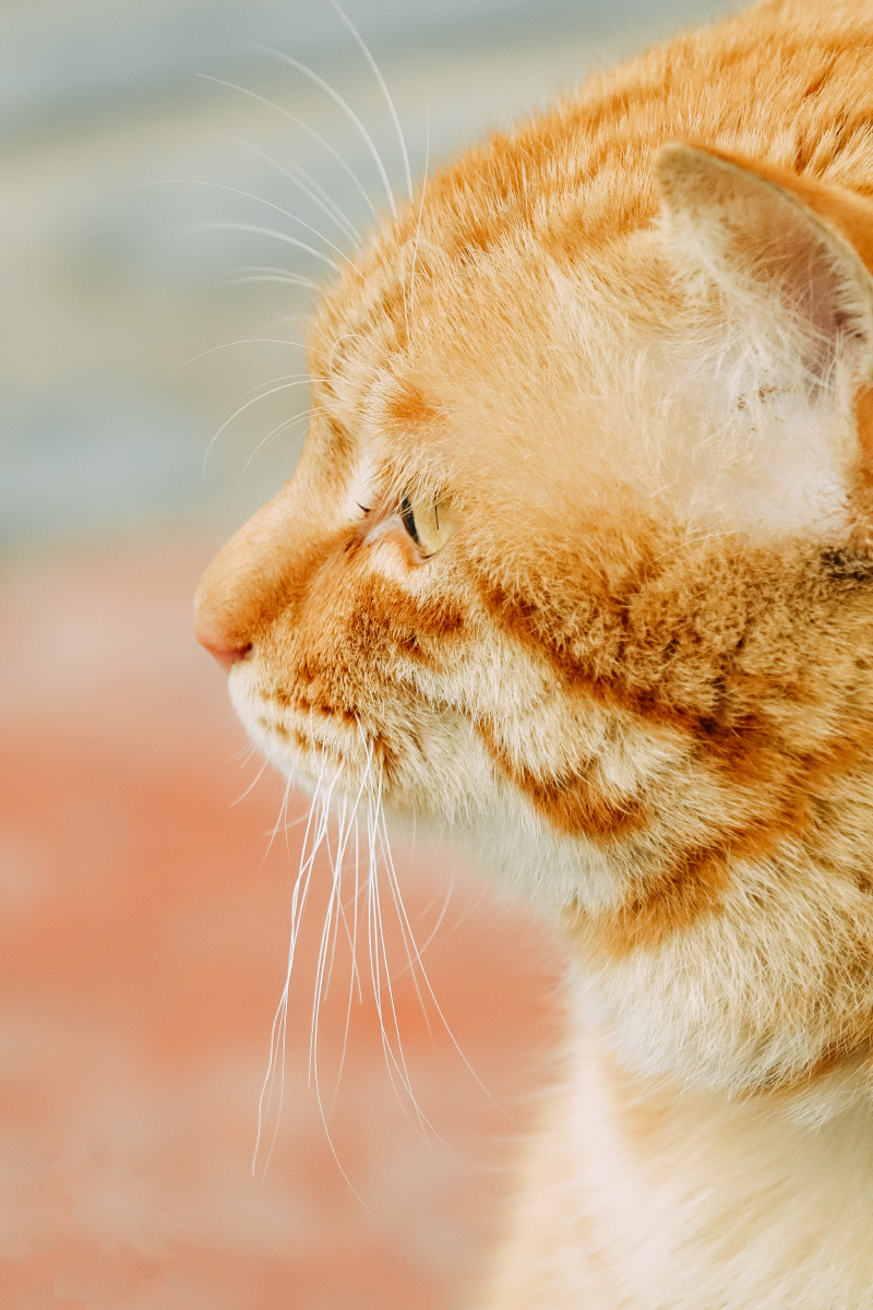 楼下拍到的猫咪