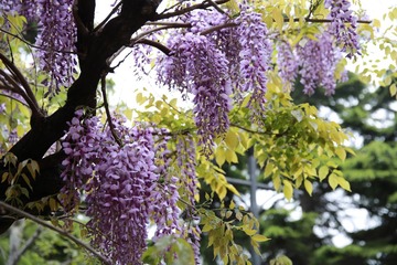 456A0825.JPG