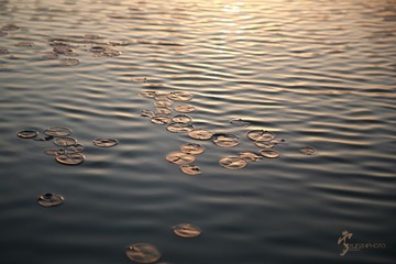 456A0918.jpg