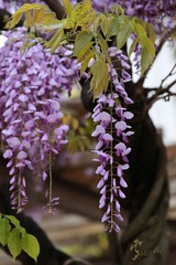 456A0828.jpg