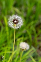 456A1391.jpg