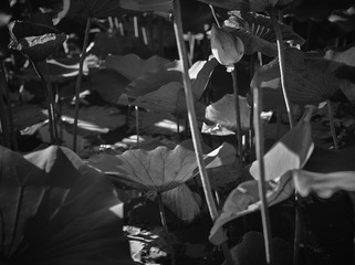 L_000392-2.jpg
