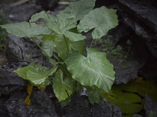 L_000300.jpg