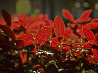 L_000344.jpg