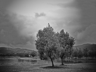 L_000520