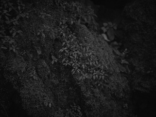 L_000550