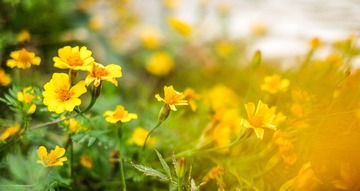 DSCF1311-1