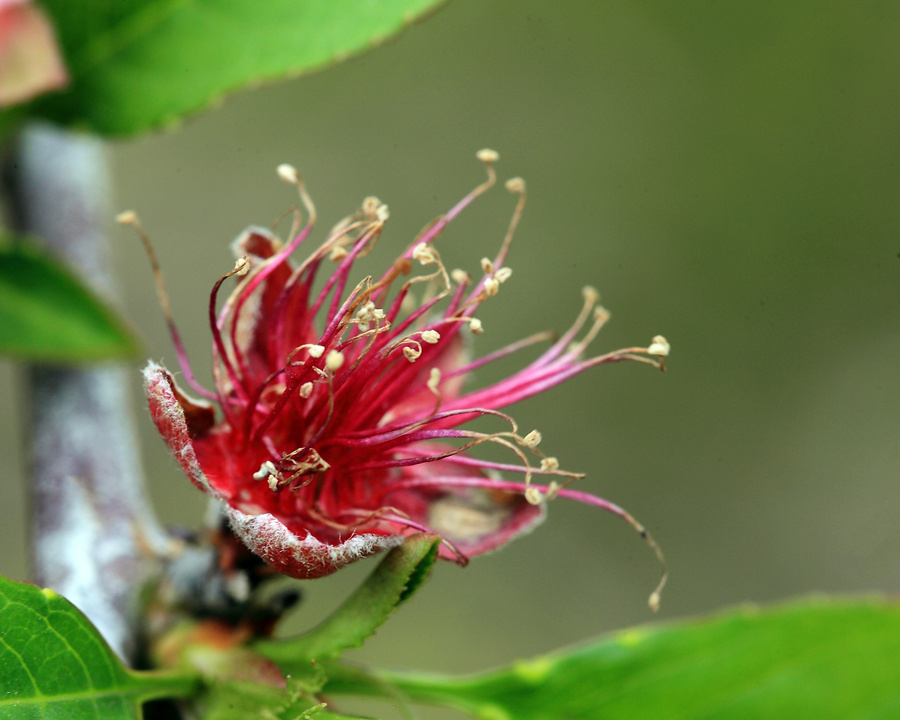 9447桃花的凋谢之美(桃花) br />