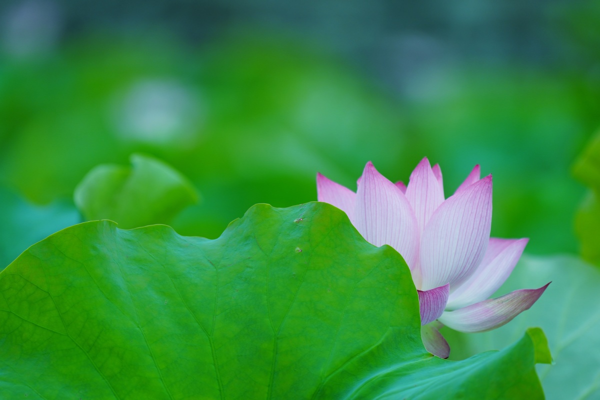 清荷- 新昌风暴 - 图虫