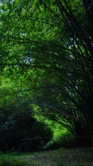 96A606B6-321D-4AF5-AA91-F04CA2D9CF9B/L0/001