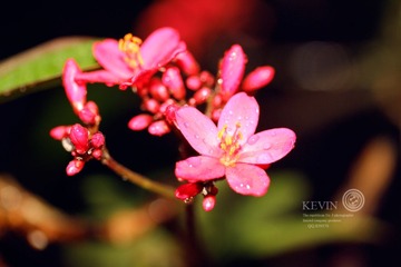 IMG_0207.JPG