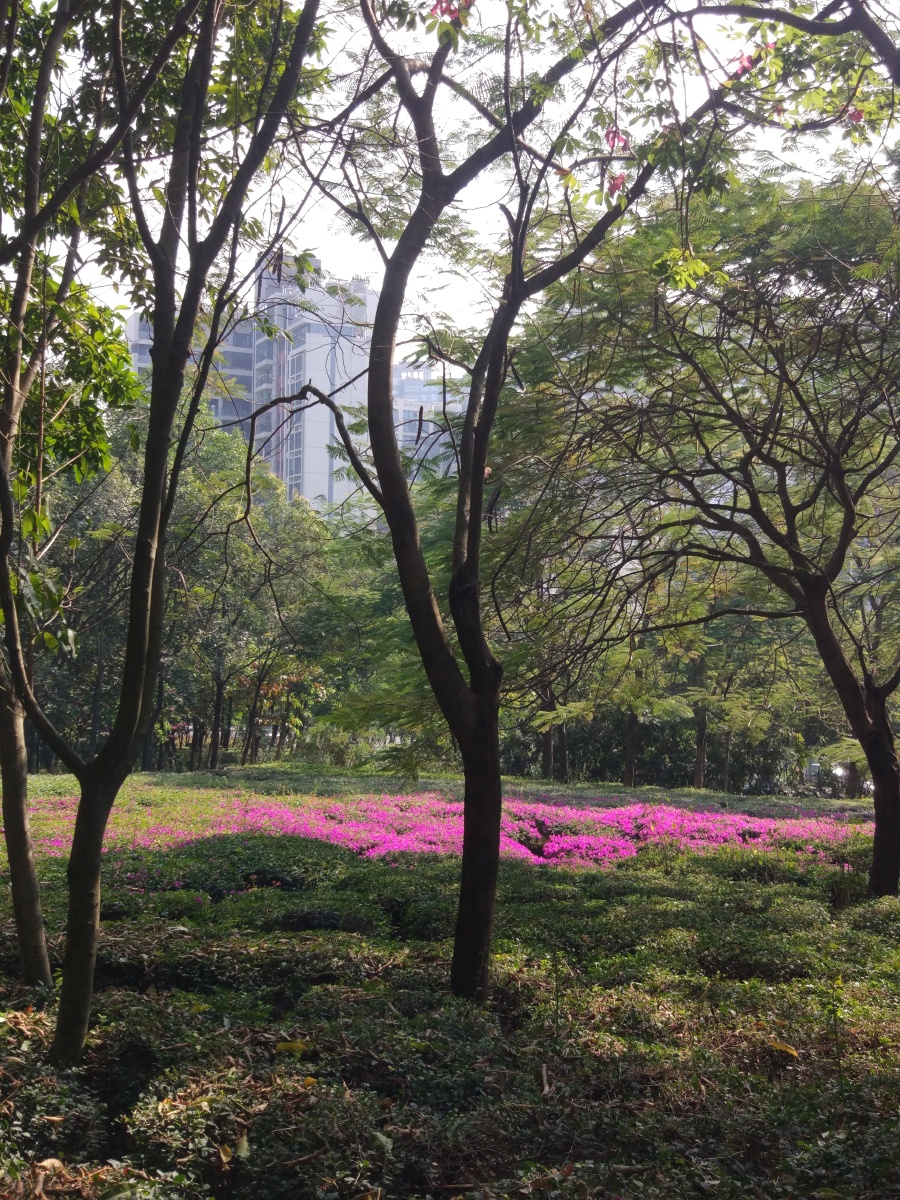 深圳光明新区新城公园