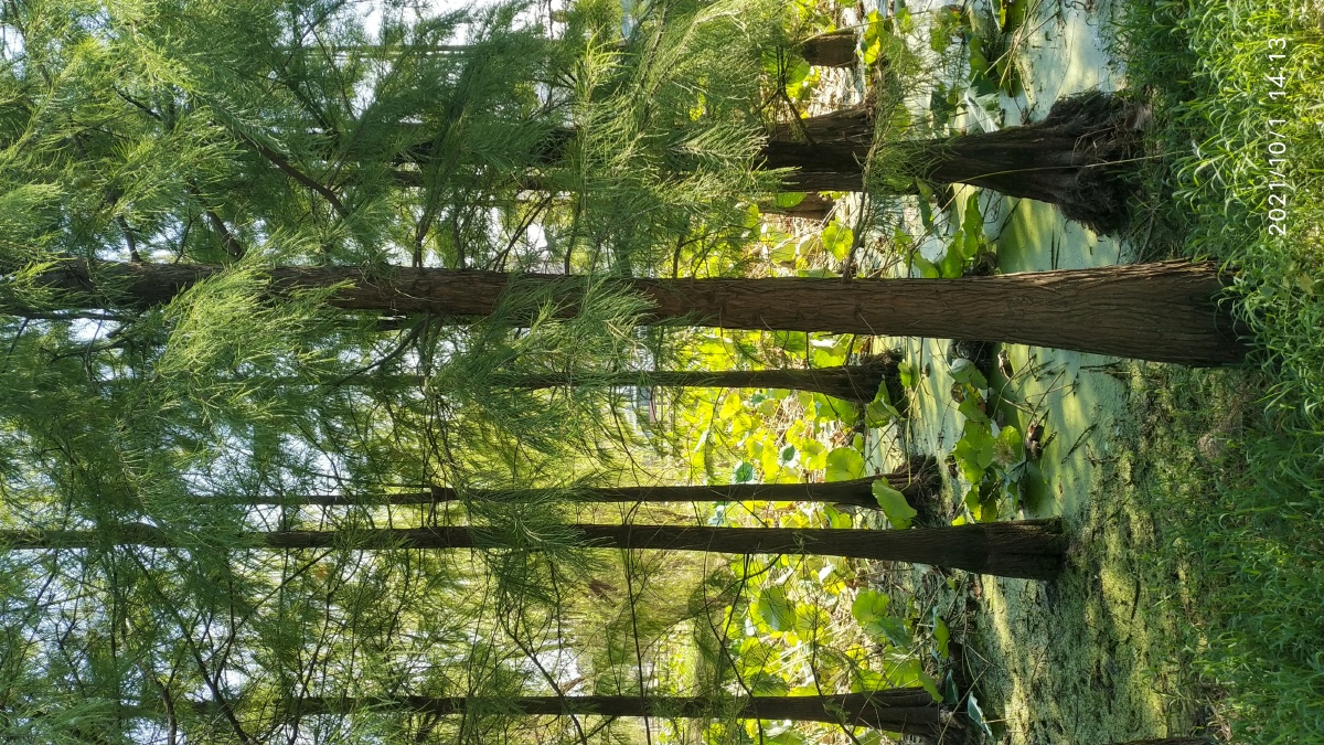 潜江梅苑里的水杉