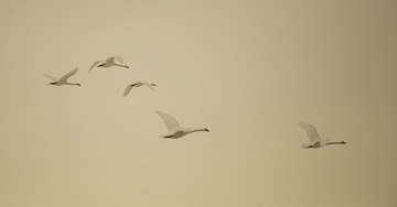 AF7A6241