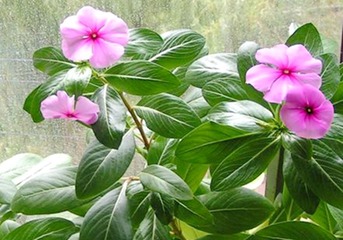 PICT0032_副本_副本_副本