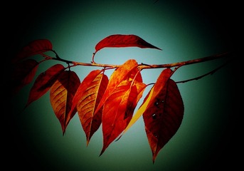 PICT0016_副本