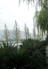 PICT0018_副本_副本_副本