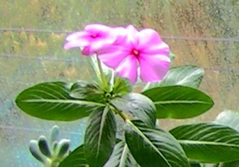 PICT0032_副本_副本_副本_副本_副本_副本