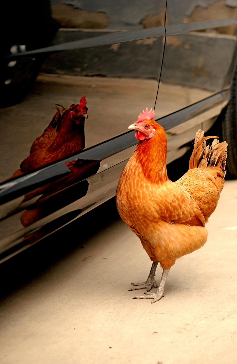 鸡- 胡椒面儿-项恺 - 图虫网 - 最好的摄影师都在这